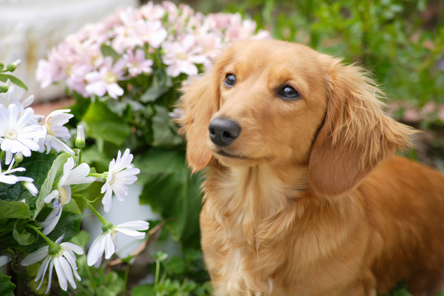 Dachshund Puppy