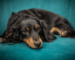 Mini Dachshund Puppy