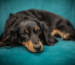 Mini Dachshund Puppy