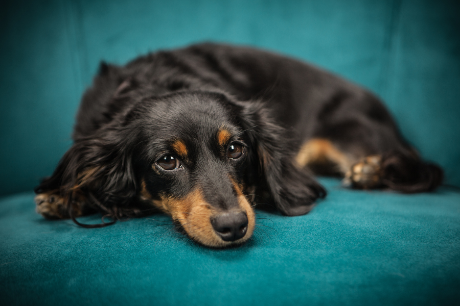 Mini Dachshund Puppy