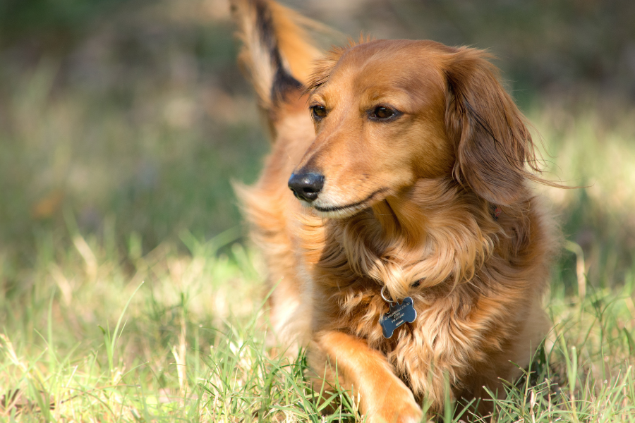 Mini Dachshund Size