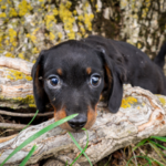 Dachshund-Puppy