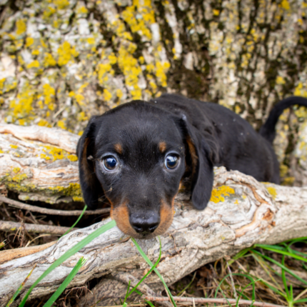 Dachshund-Puppy