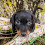 Dachshund-Puppy