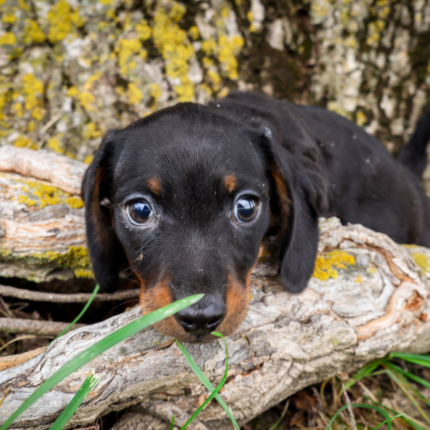 Dachshund-Puppy