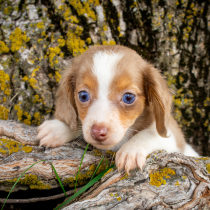 Piebald-Dachshund-Puppy