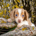 Piebald-Dachshund-Puppy