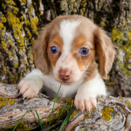 Piebald-Dachshund-Puppy